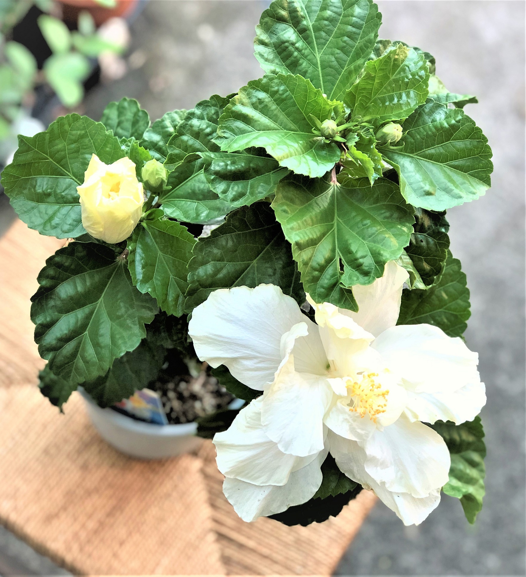 ハイビスカス ホワイトキャッスル 白い花 八重咲き 常緑低木 熱帯花木 花と雑貨 花千手 Hanasenju