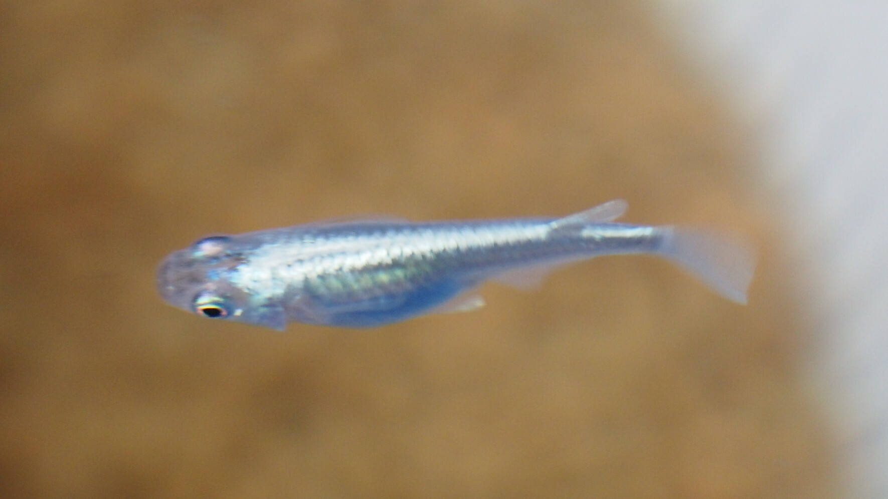 【メダカ生体】みゆきメダカ（フルボディ/鉄仮面）Mサイズ 5匹セット+α めだか水産 苔部