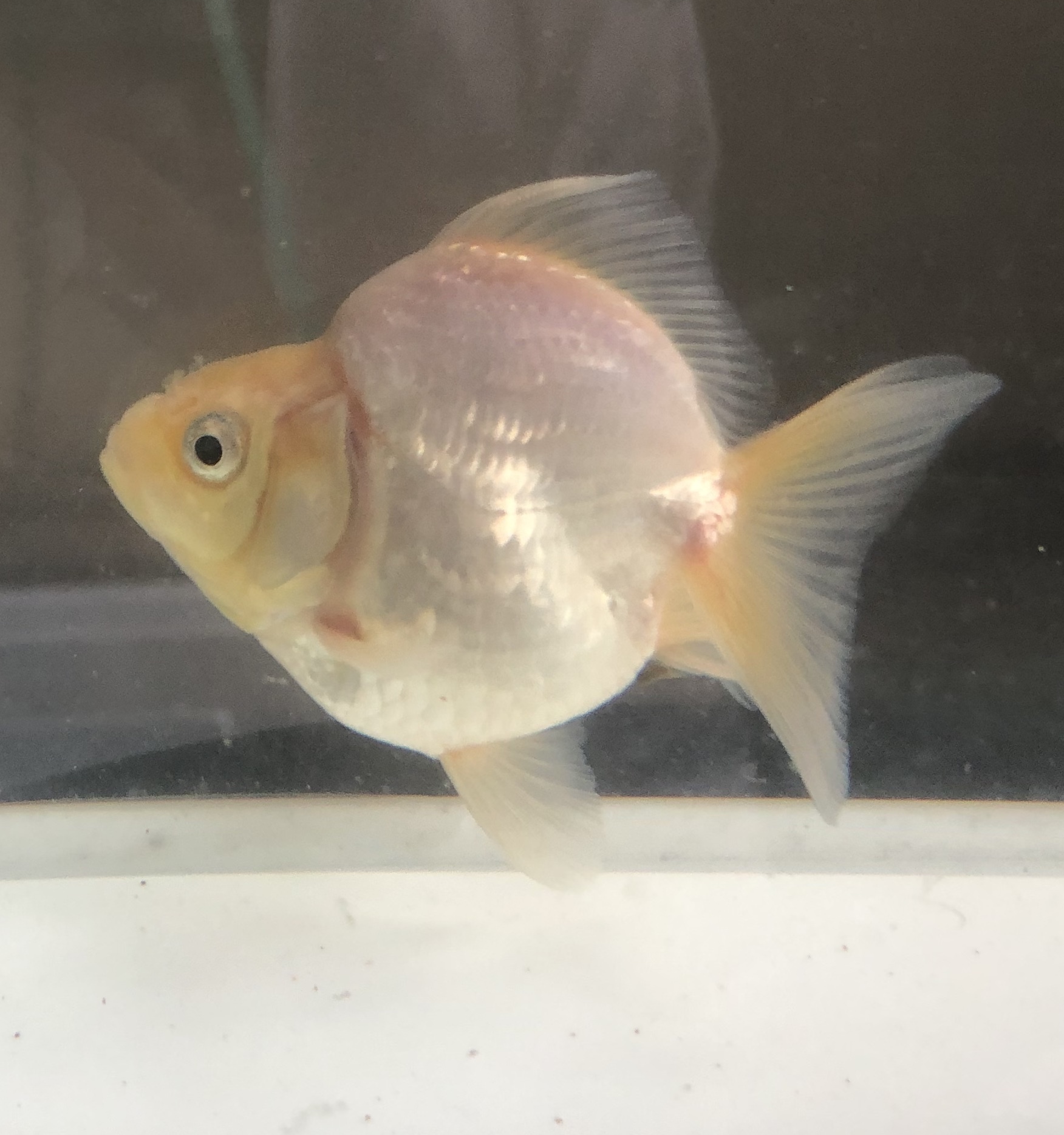 白ショートテール琉金 金魚宝房 白ショートテール琉金 金魚宝房