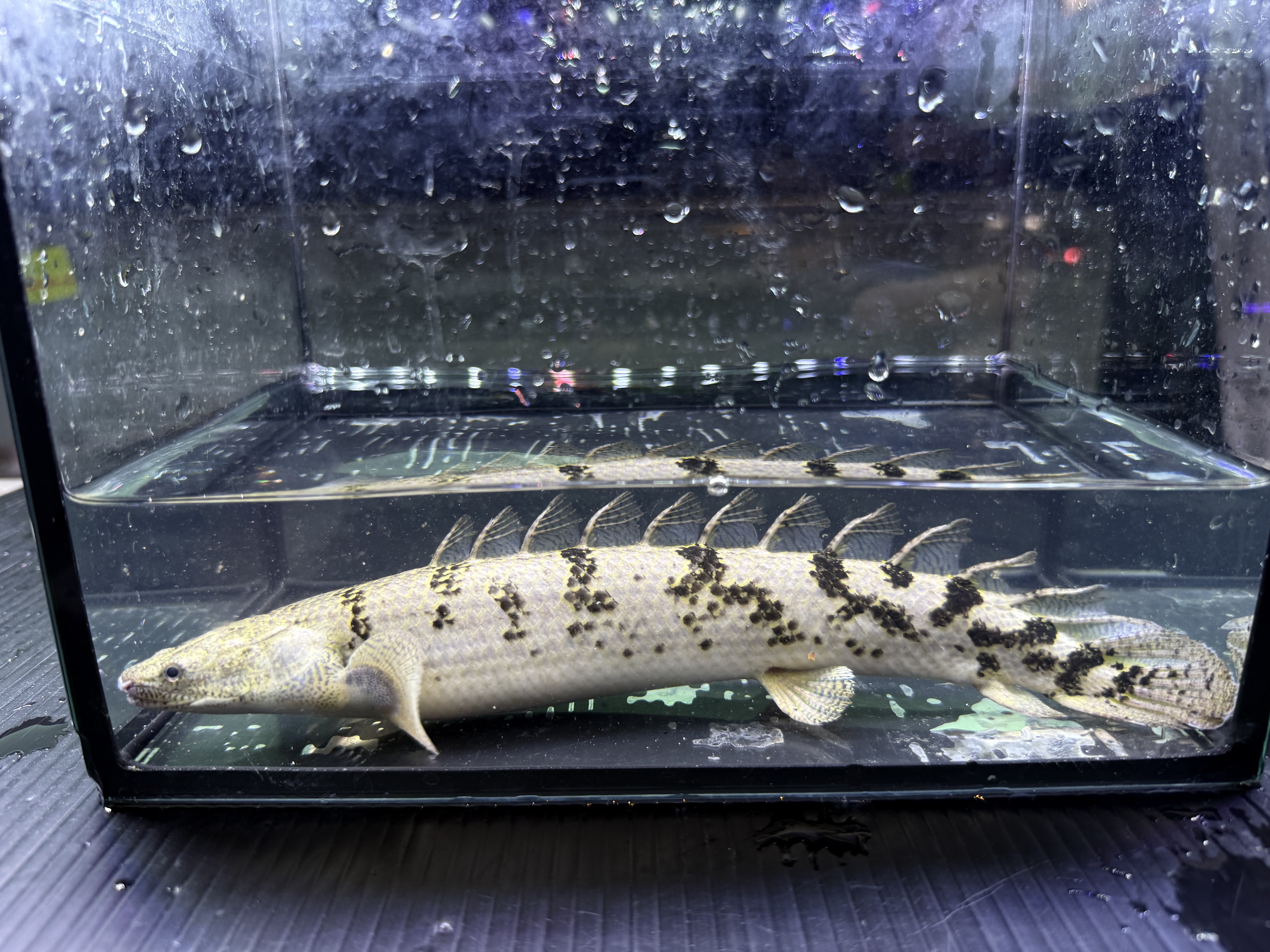 F10   Po.デルヘッジ　27㎝前後　買取個体