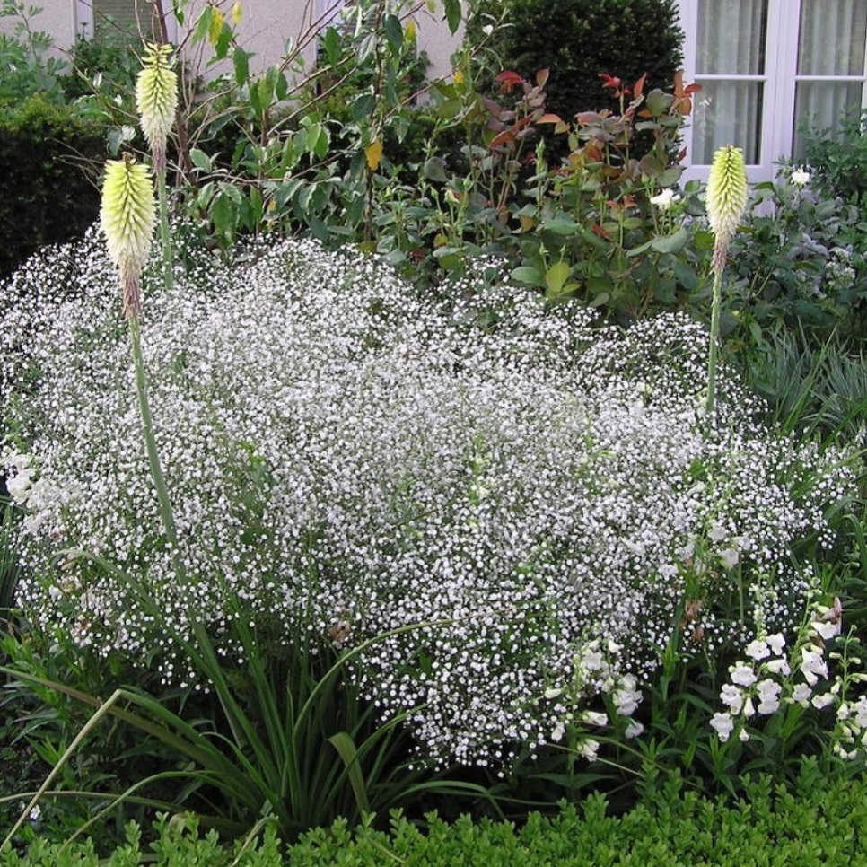 カスミソウ 宿根 八重咲 高性種 Gypsophila Paniculata 天空のバラ園 無農薬バラ苗 花苗 クレマチス ハーブ産直販売