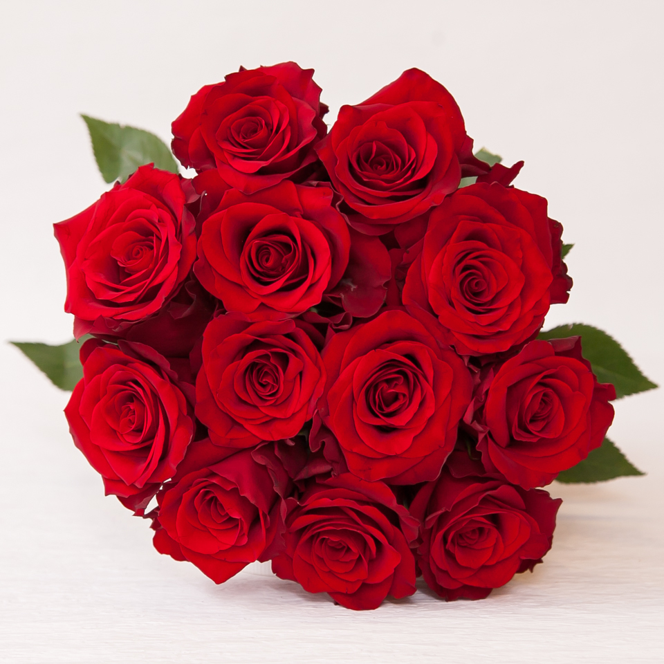 赤のダズンローズ Afrika Rose Online Store 赤のダズンローズ Afrika Rose Online Store