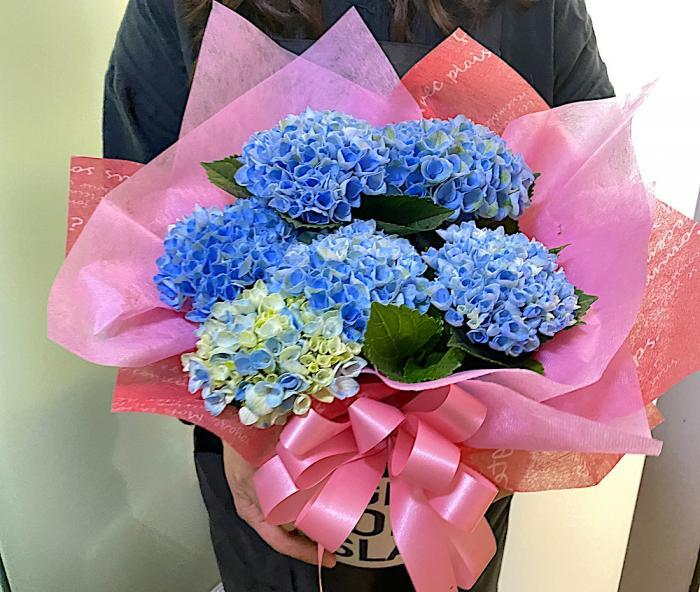 母の日(2023) 紫陽花 [あじさい] の花鉢（ブルー）