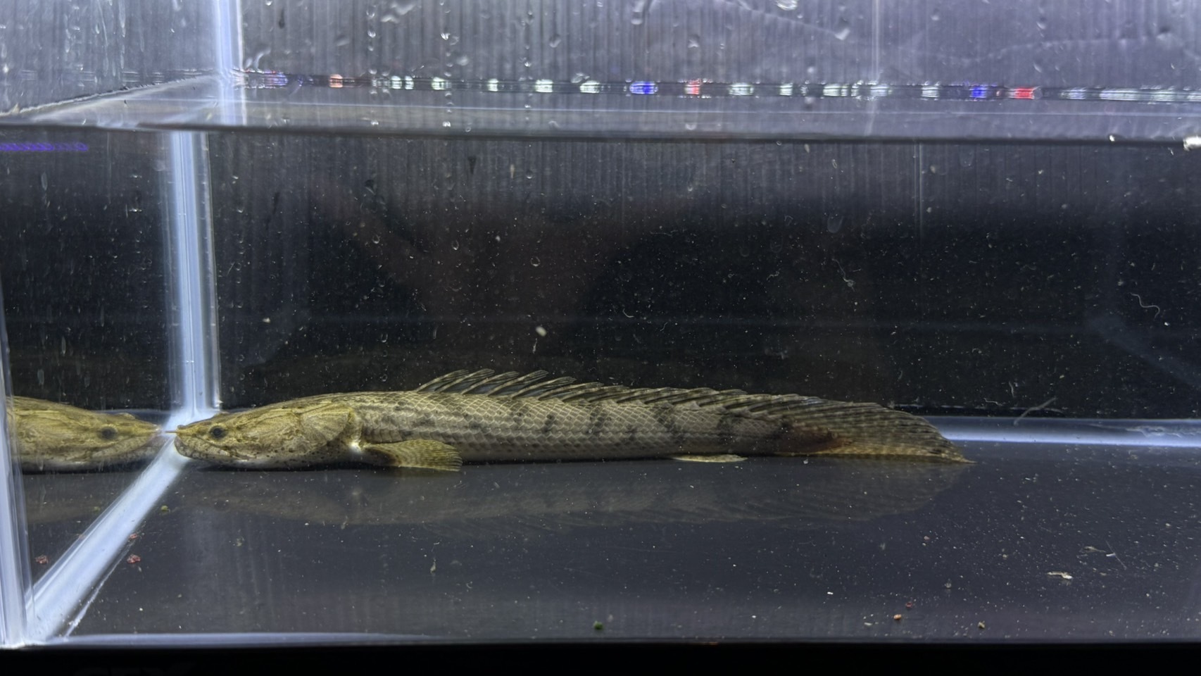 F05   Po.コンギクス　22㎝前後　コンゴワイルド　薬浴完了済み