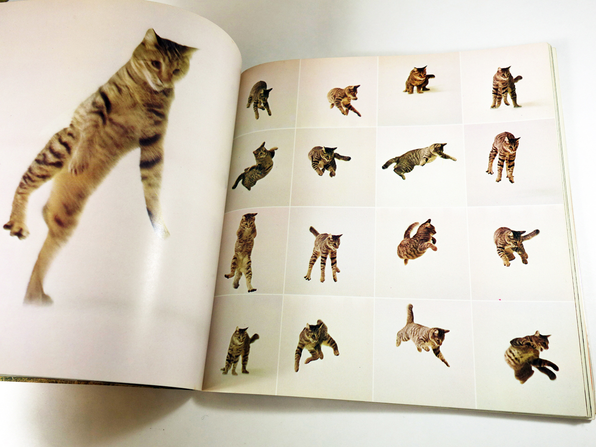 Lovely Cat 可愛いねこ 写真集 西川治 著 Bookstore ナルダ Lovely Cat 可愛いねこ 写真集 西川治 著 Bookstore ナルダ