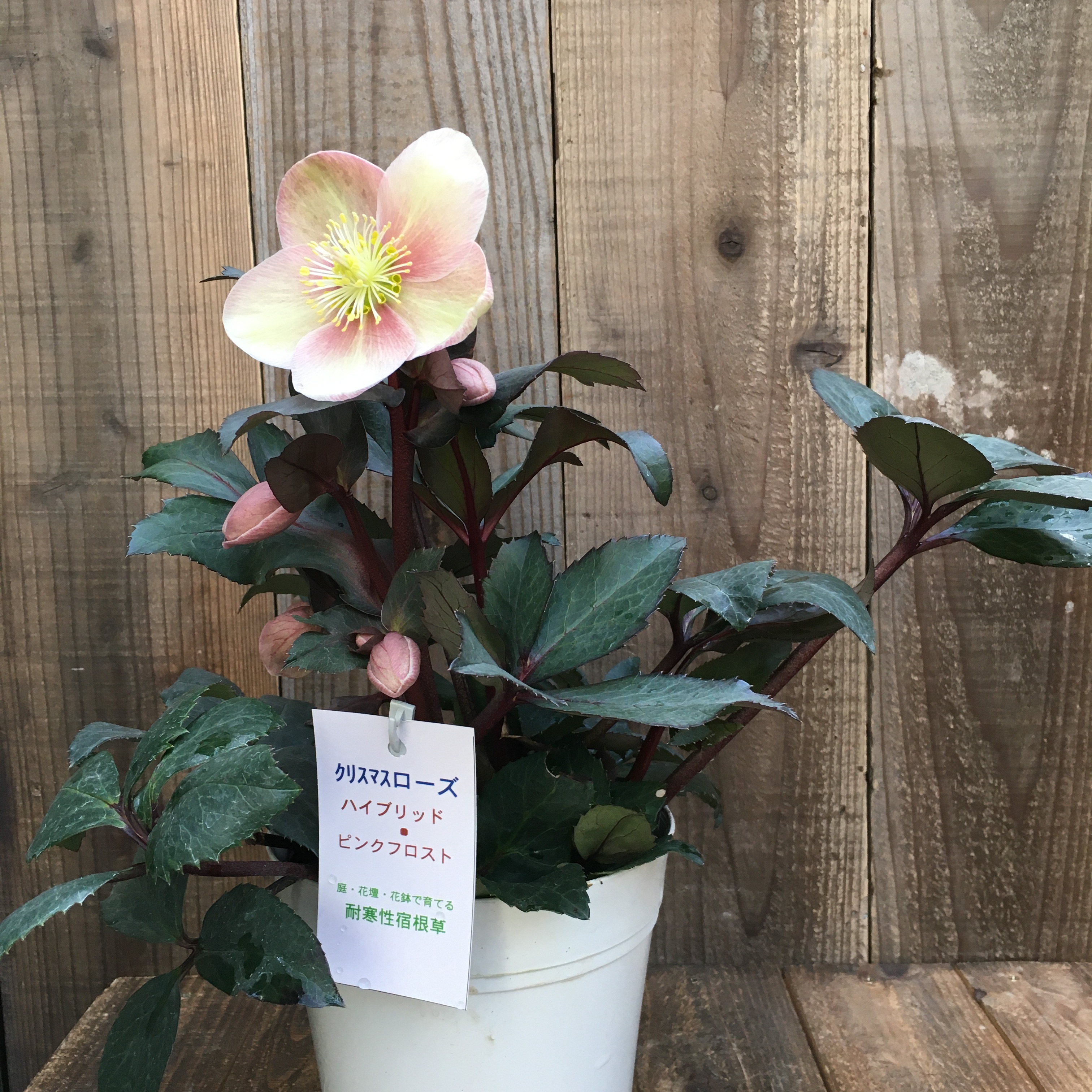 クリスマスローズ ハイブリッド ピンクフロスト ４号鉢 Protoleaf