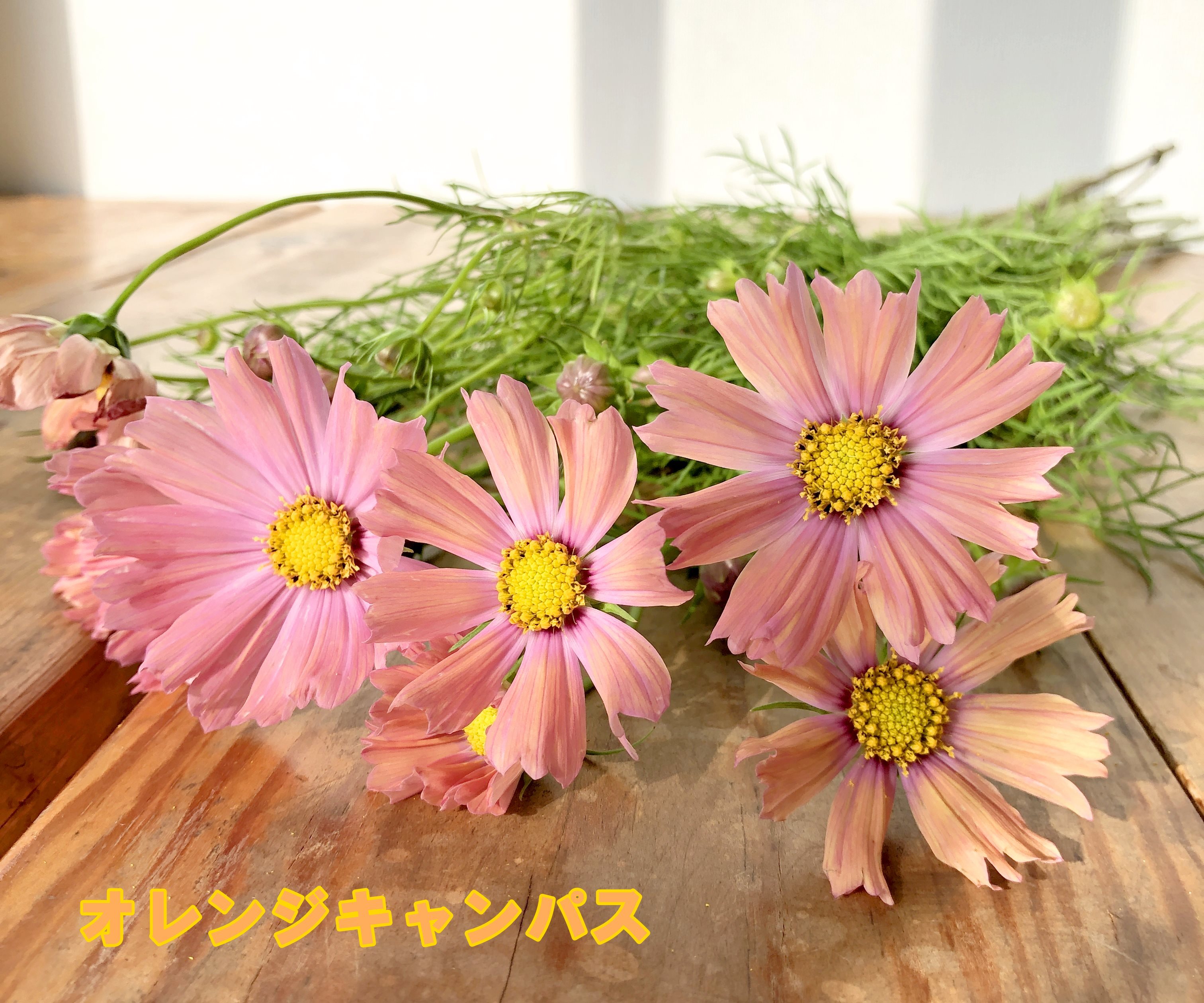 季節限定 秋の花はやっぱり秋桜 コスモス 色々な品種から選べます 本 送料無料 Jp Farmers Com