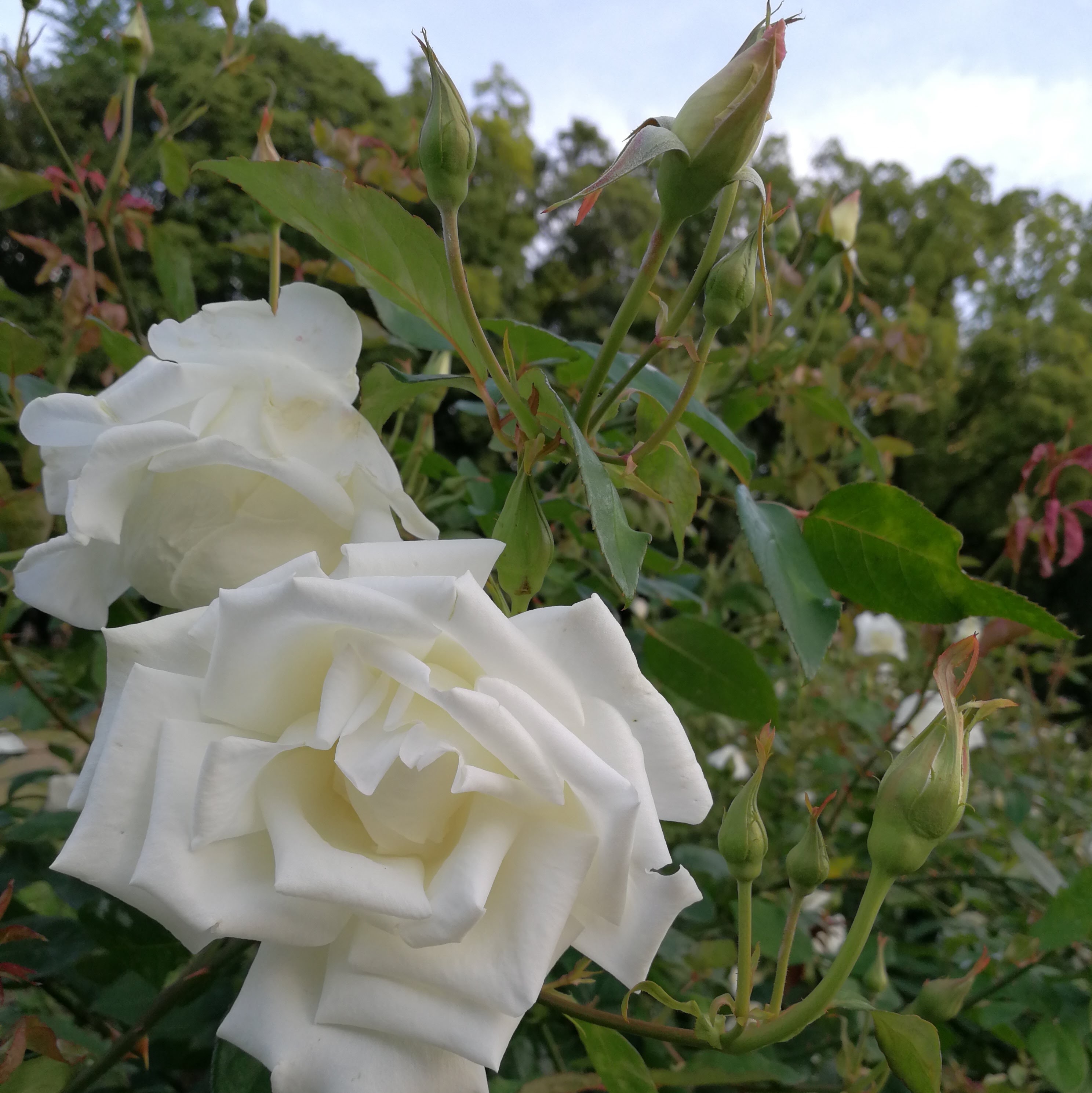 ミセス ハーバート スティーブンス Mrs Herbert Stevens 21年度新苗予約 お届けは21年5月上旬以降 天空のバラ園 無農薬バラ苗 花苗 クレマチス ハーブ産直販売