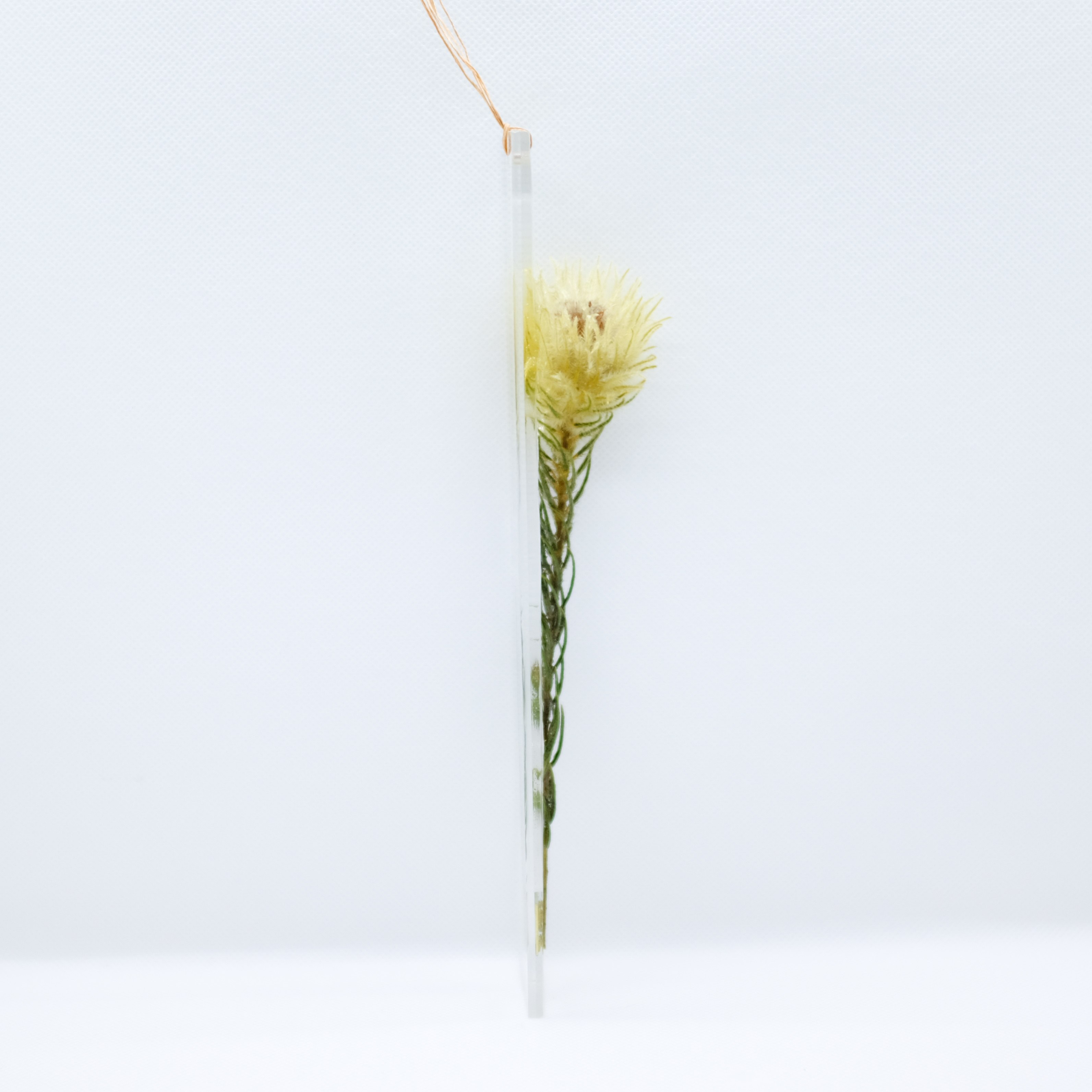 Dried Flower S フィリカ Kieka