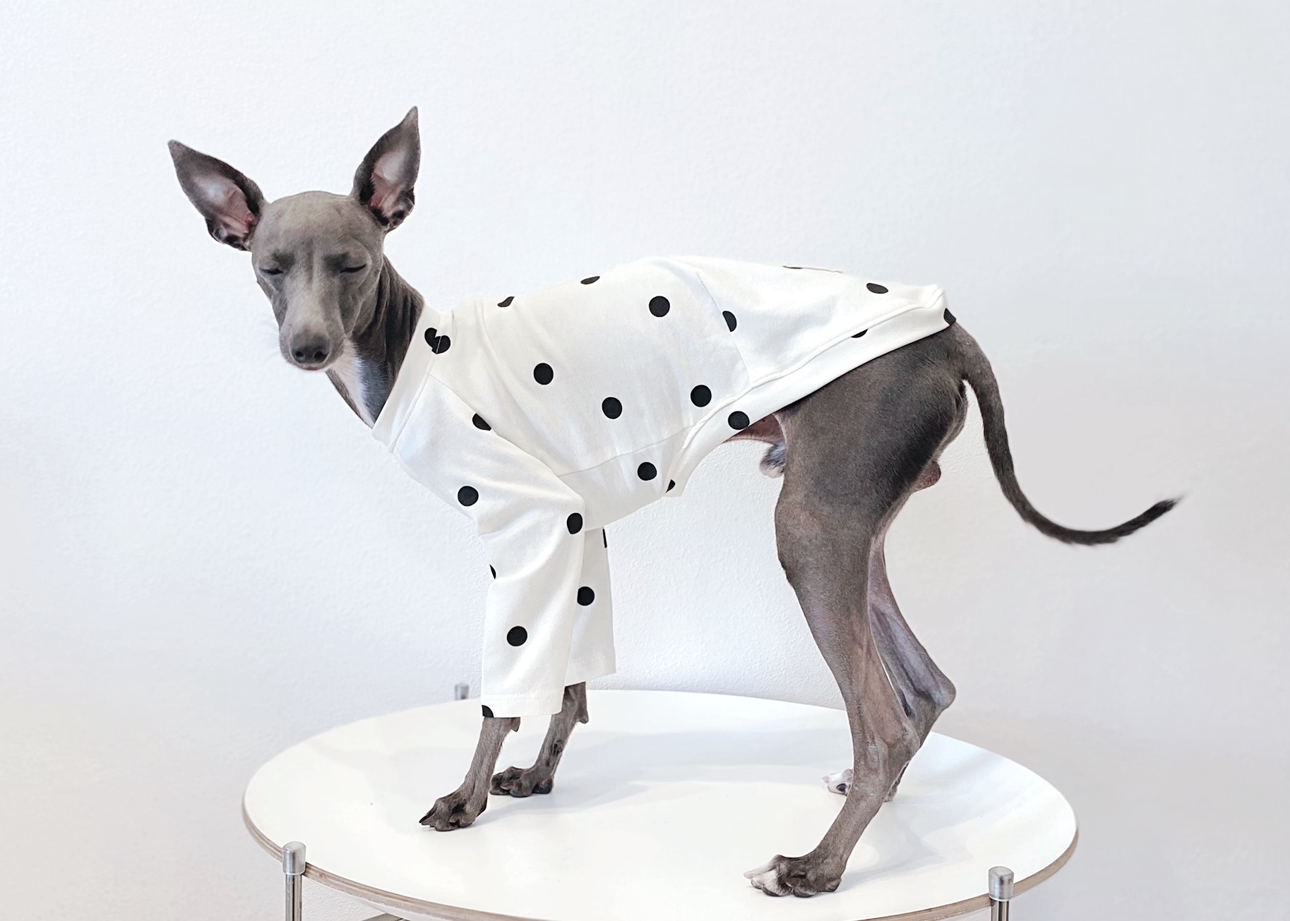 シンプルドットシャツ オフホワイト ー 犬服 イタグレ服 ミニピン服 フレブル服 Maison Sept メゾン セット ドッグウェア イタグレ ミニピン フレブル キャバリア シンプルドットシャツ オフホワイト ー 犬服 イタグレ服 ミニピン服 フレブル服 Maison Sept メゾン セット ドッグウェア イタグレ ミニピン フレブル キャバリア