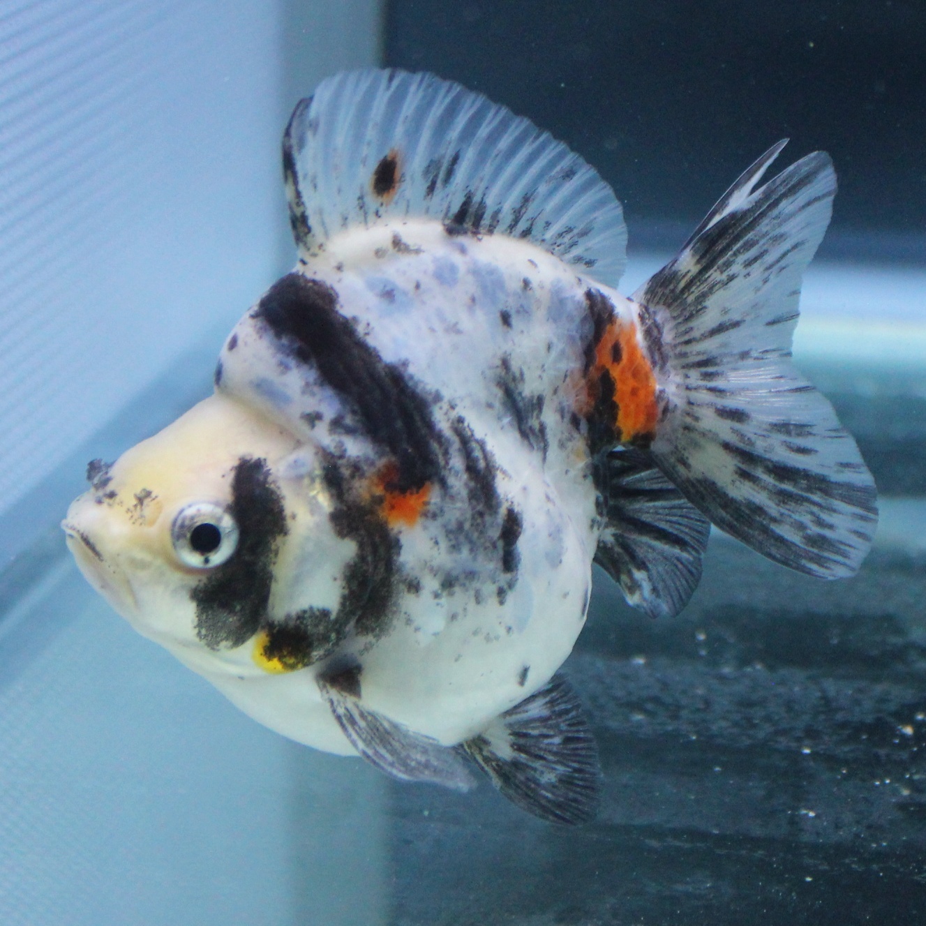 金魚 熱帯魚専門店 Aquapro H