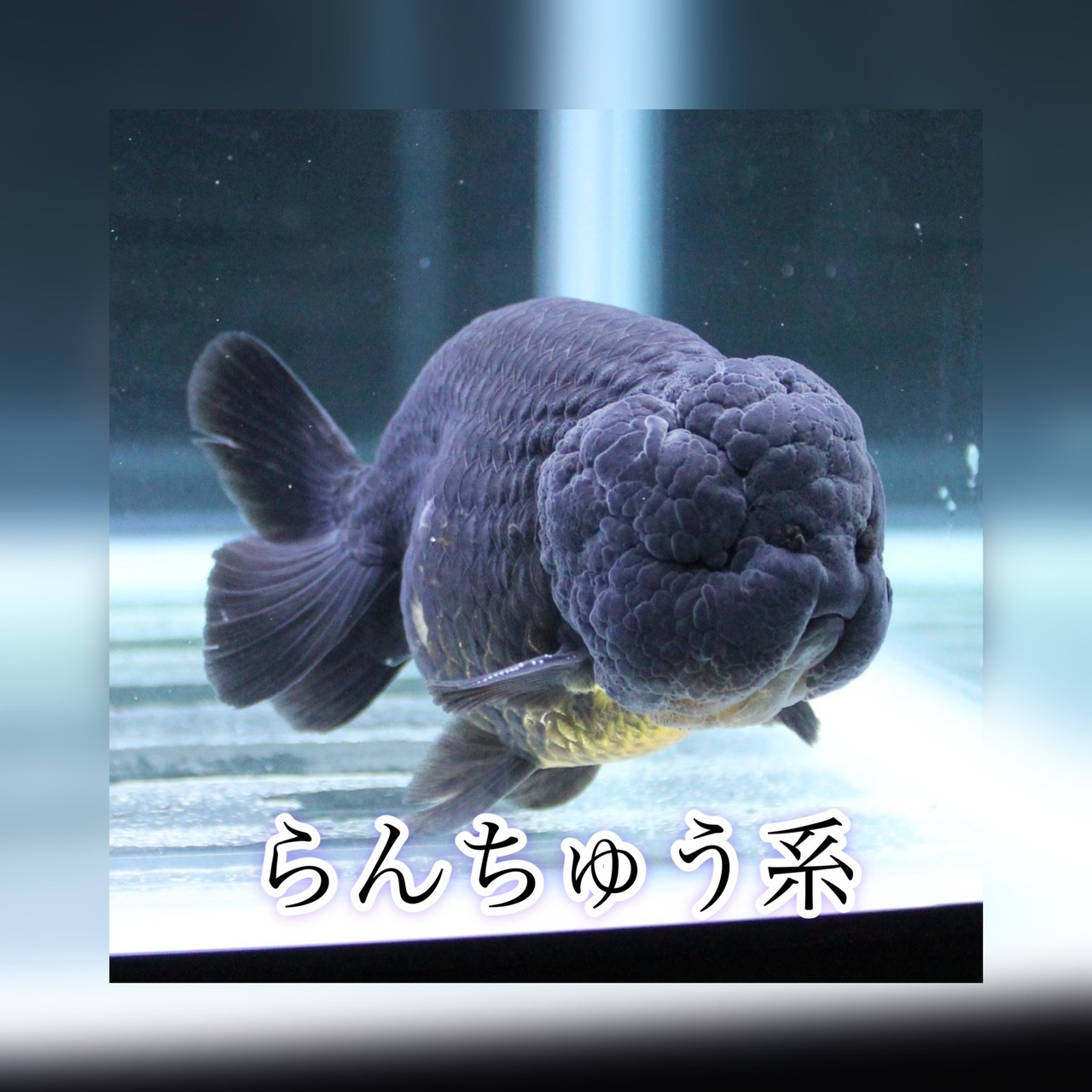 金魚 熱帯魚専門店 Aquapro H