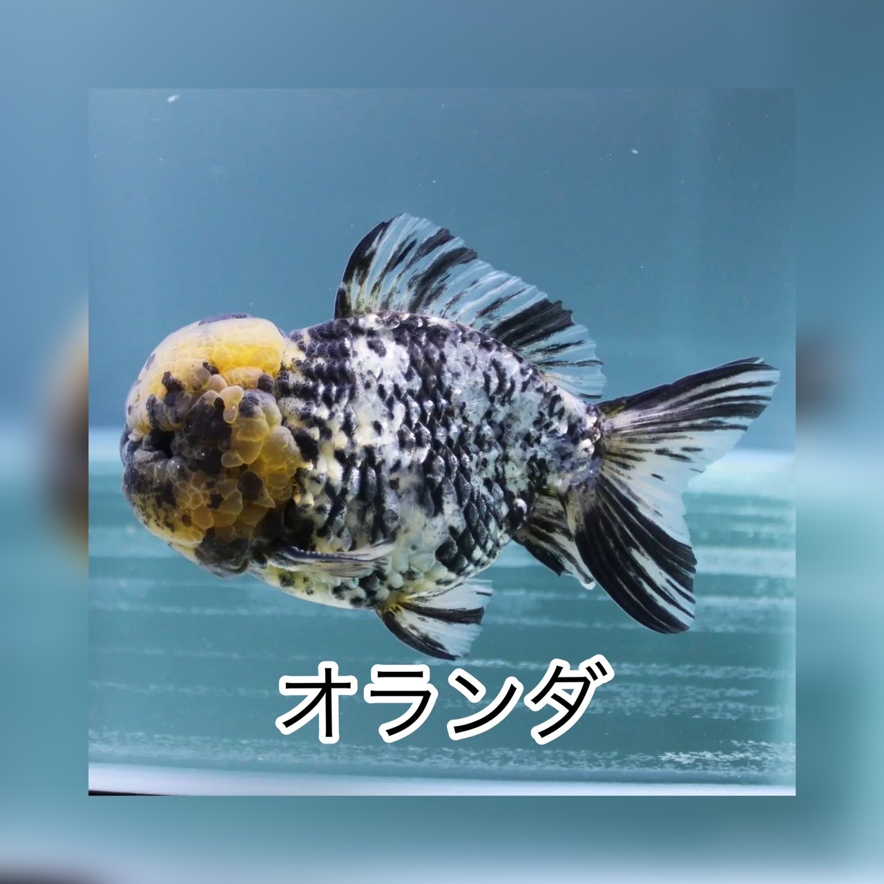 金魚 熱帯魚専門店 Aquapro H