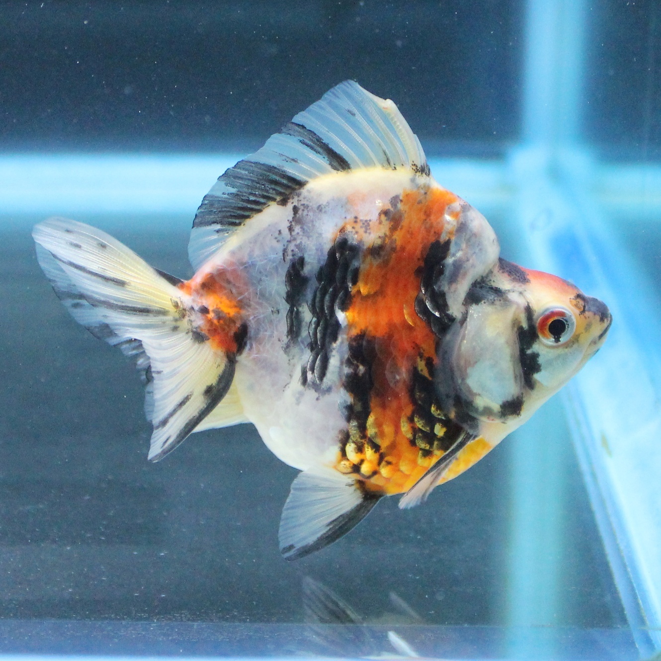 金魚 熱帯魚専門店 Aquapro H 金魚 熱帯魚専門店 Aquapro H