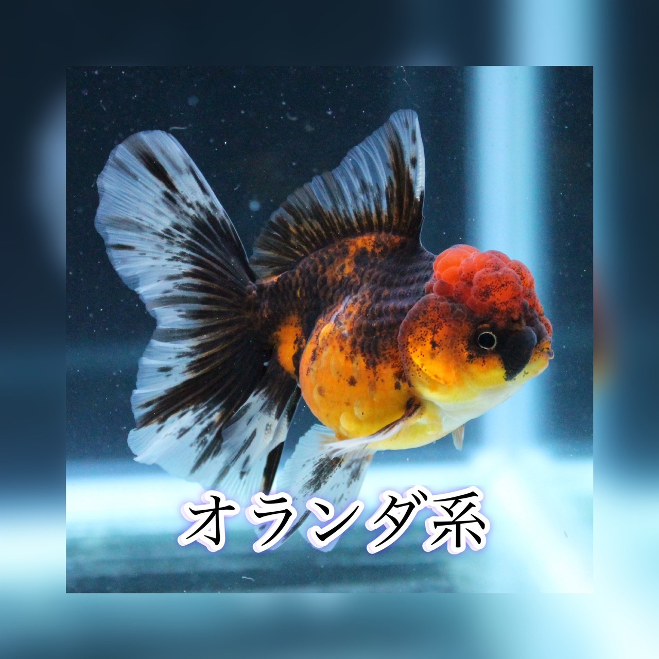 金魚 熱帯魚専門店 Aquapro H
