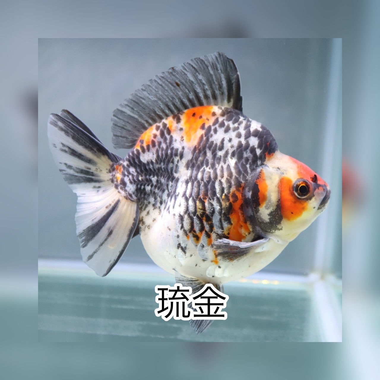 金魚 熱帯魚専門店 Aquapro H