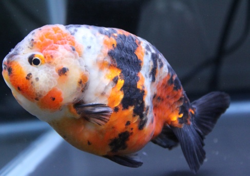 金魚 熱帯魚専門店 Aquapro H