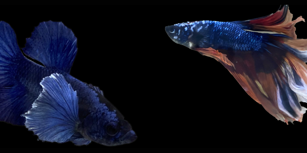 ♪M-betta　プラカット　オス　No82 第82回 ブルー＆ブラック・プラカット\u201d２０２０\u201d ｜ 魚づくりは水作り