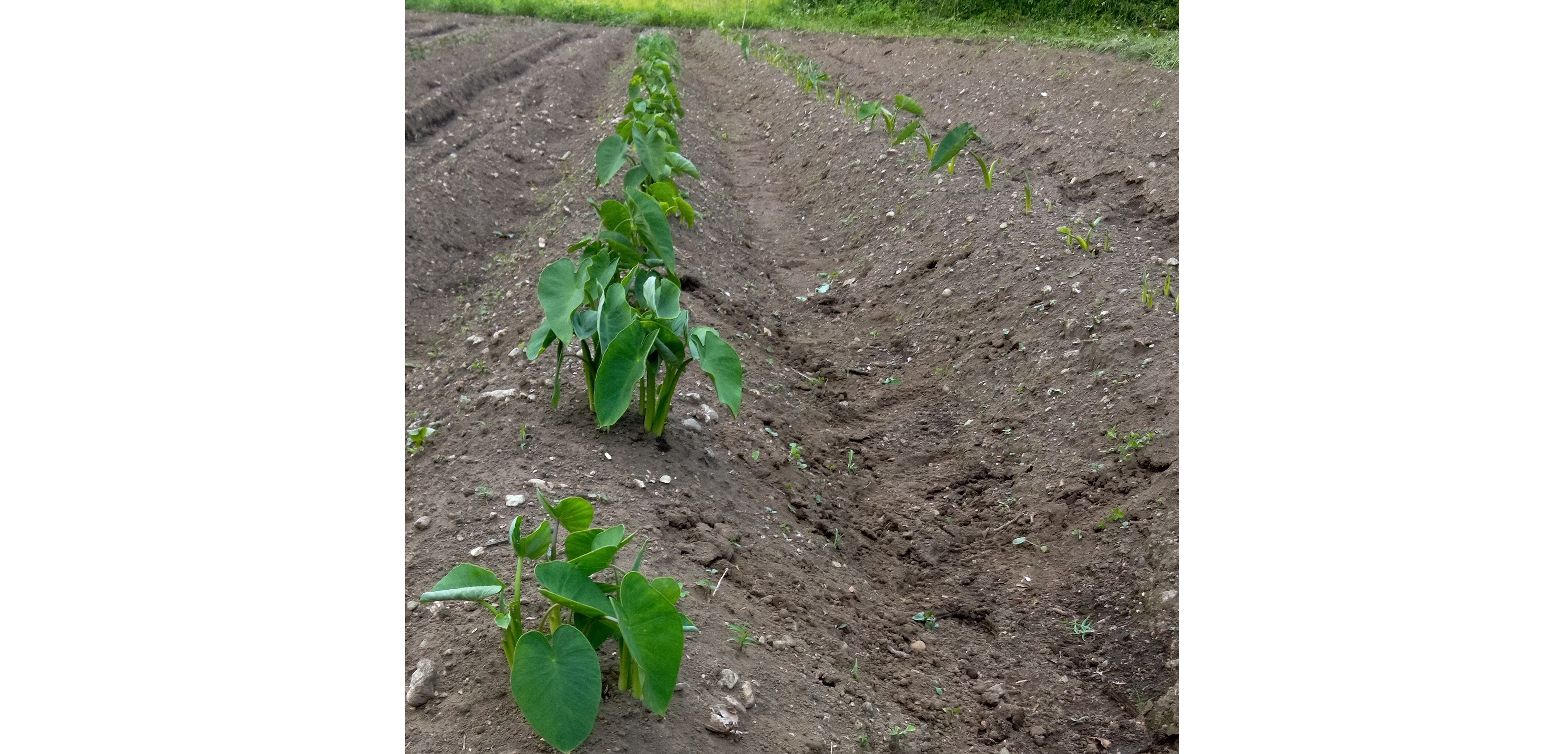 那須塩原接骨木農芸農産物