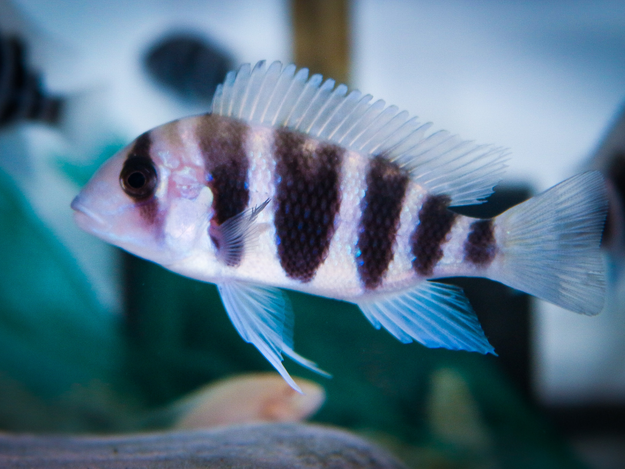 アクアショップ 青