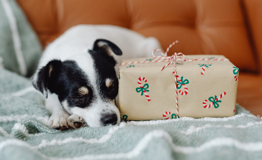 保護ワンちゃんへの首輪のお届けについて