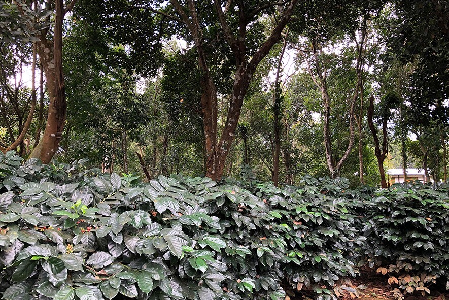 【地球環境に優しいコーヒー】<br>
シェードグロウン栽培で育てたコーヒー豆に注目しました