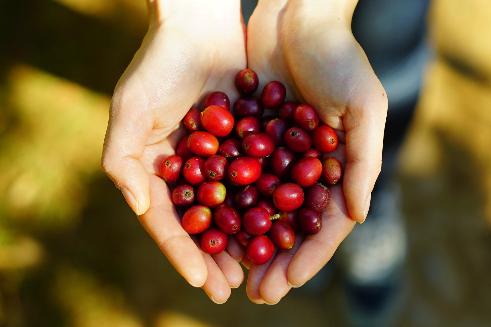 【お客様の健康を守りたい】<br>
コーヒー豆は農薬・化学肥料不使用のものを選びました