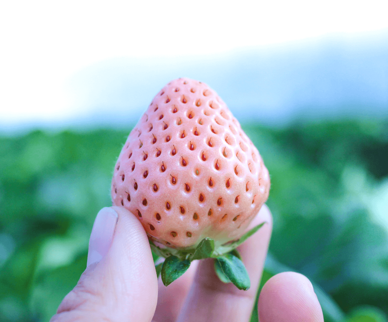 完熟クラフト苺 Berry ベリー 公式オンラインショップ 苺は人と自然が創る 芸術 だ