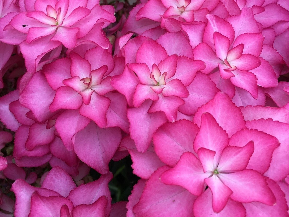 Flower Breed