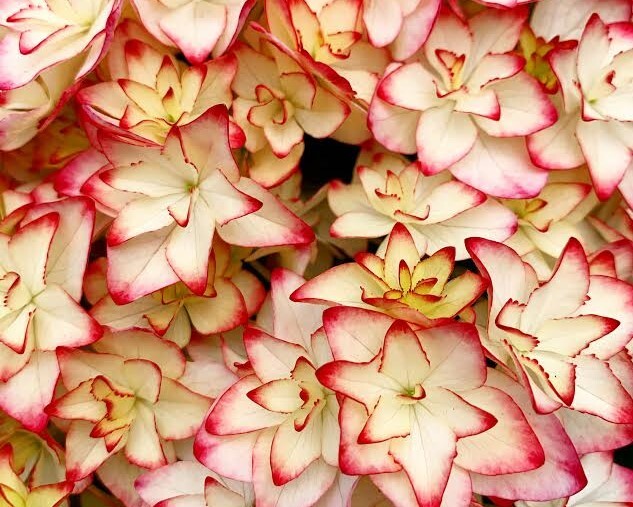 アジサイ Hydrangea Breed