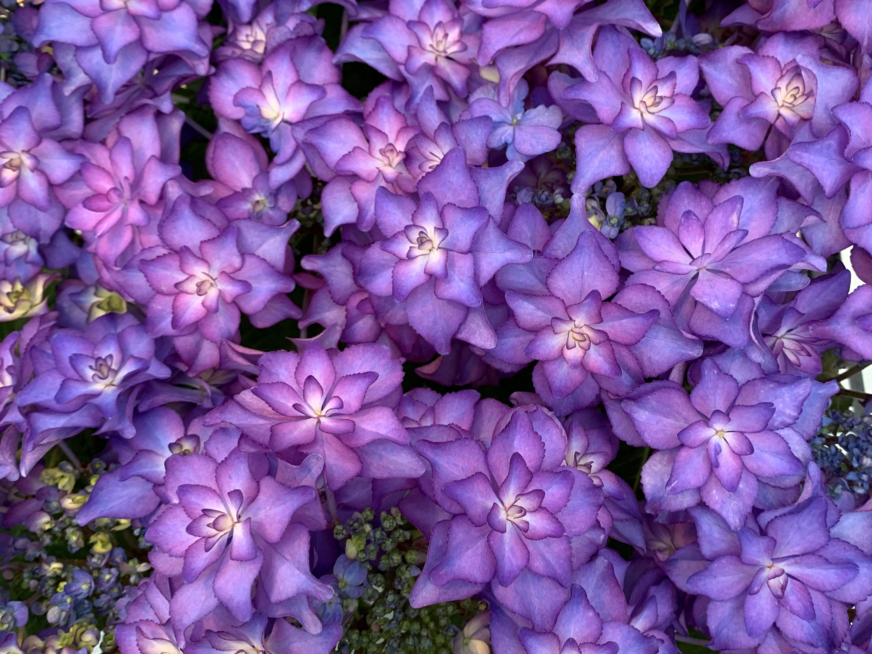 Flower Breed