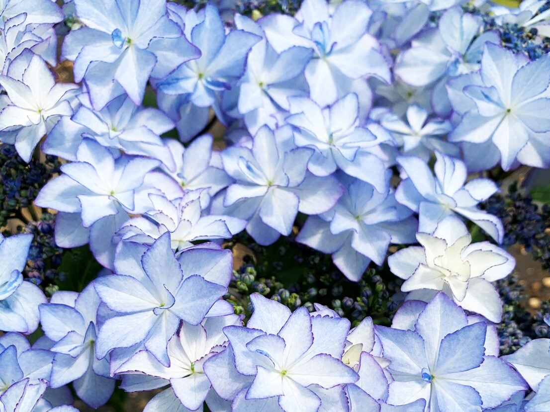 アジサイ Hydrangea Breed