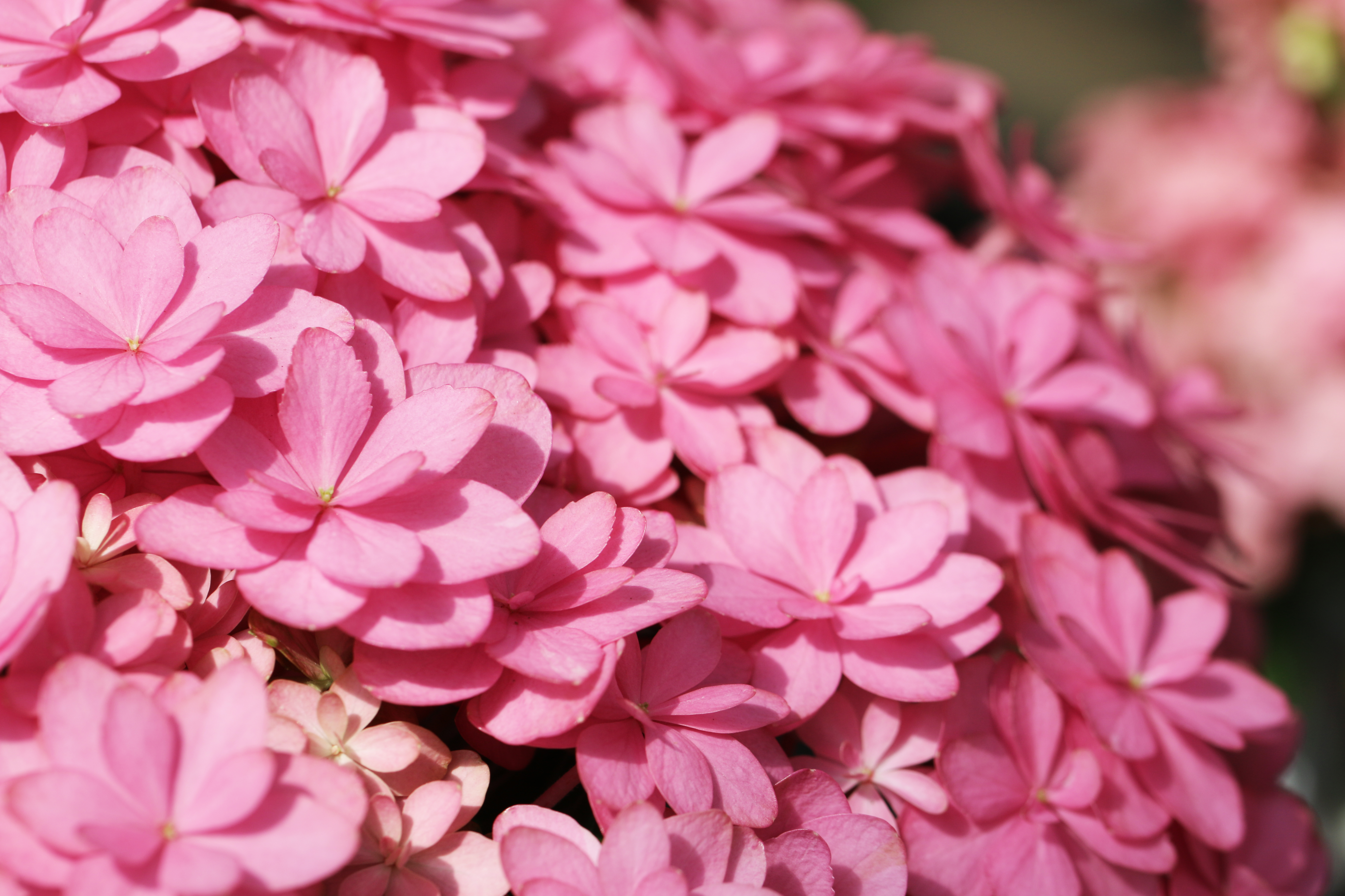 Flower Breed