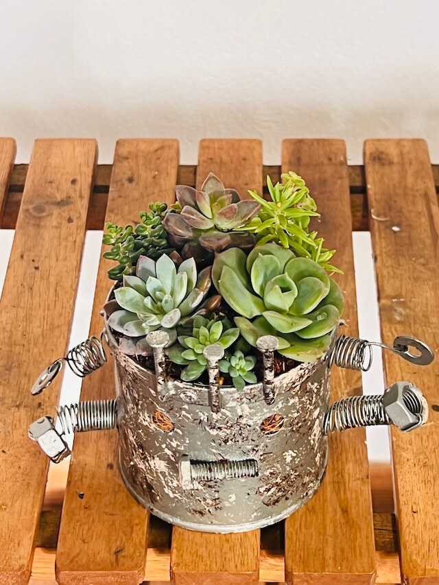 ロボット多肉植物寄せ植え