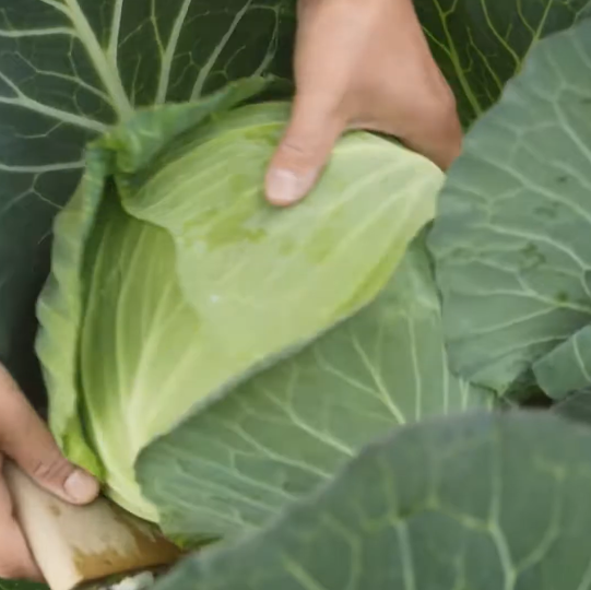 フードロスになる野菜や果物を使用。