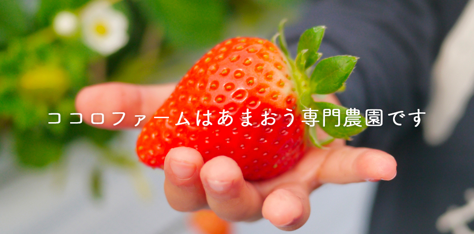 あまおう専門農園 ココロファームの濃厚あまおう ~cocoro farm~