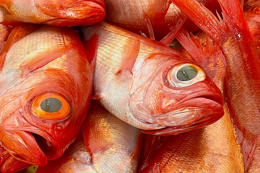 千葉県のブランド「銚子つりきんめ」をはじめ様々な魚を取り扱っております