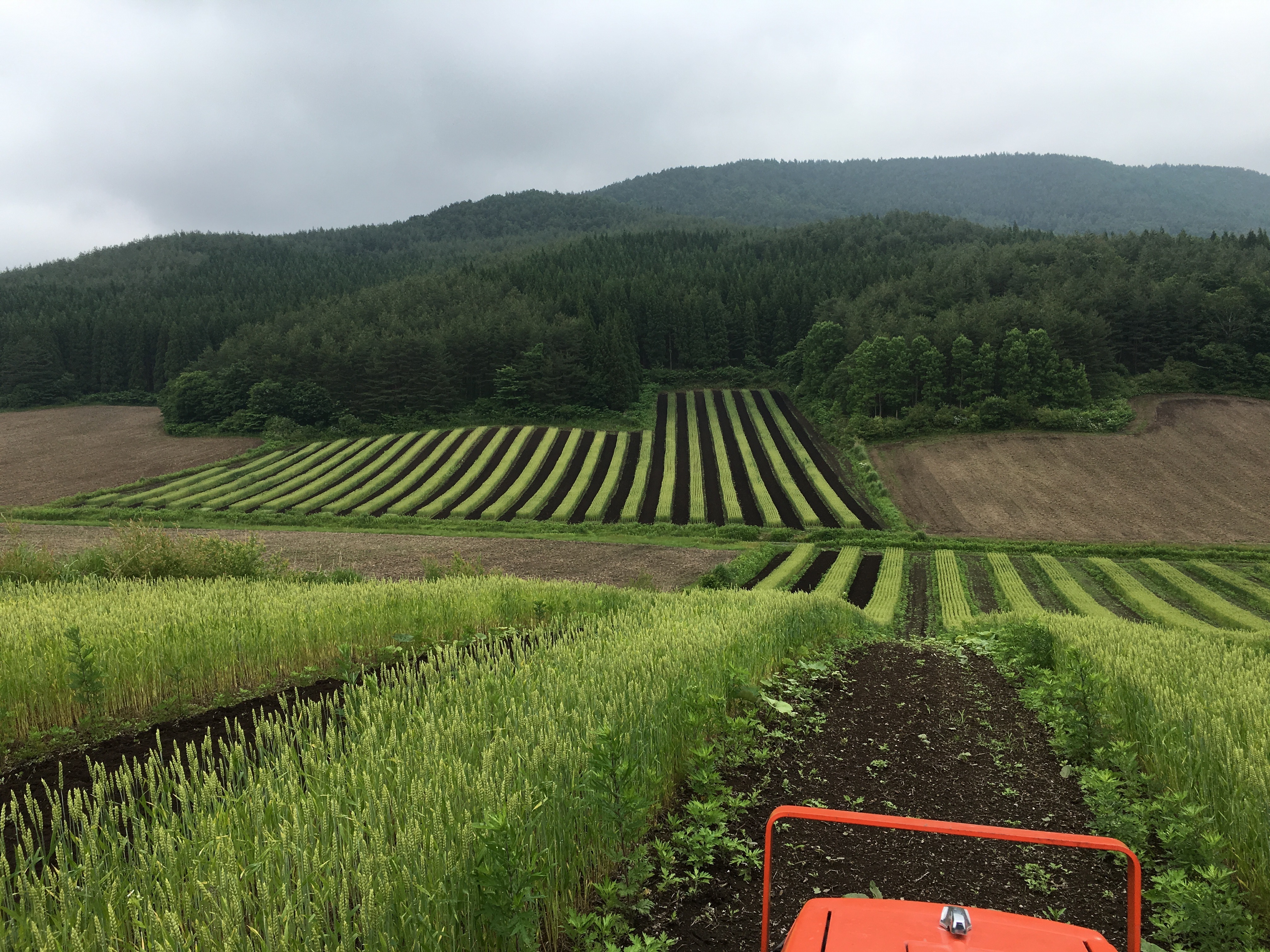 小麦粉産地：青森県新郷村産