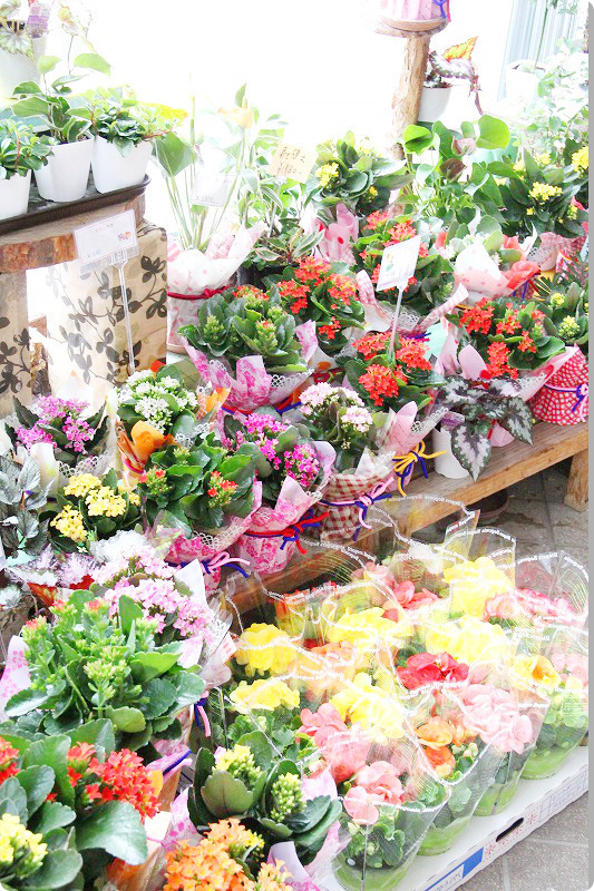 フラワーアレンジ・花束・鉢物・胡蝶蘭・プリザーブドフラワー・ソープフラワー・スタンド花・観葉植物など幅広い商品を取り揃えております。