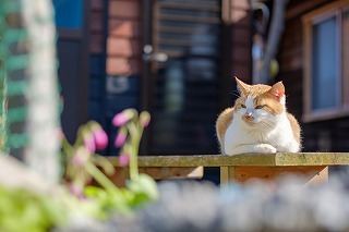 ねこまん でぃーぷまりん 深島