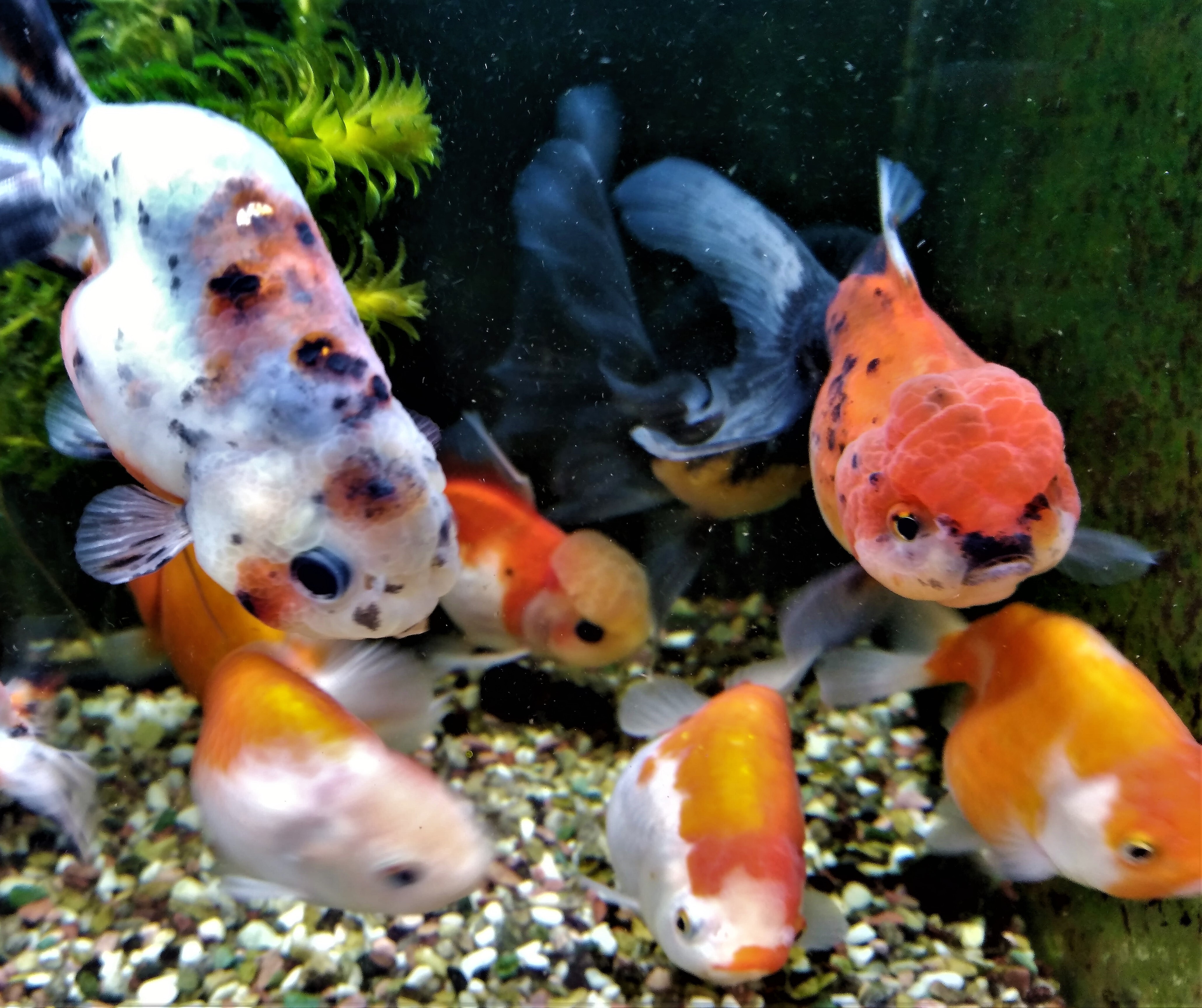 シルク紅葉 Golden Fish Farm Otohime 金魚家 音姫