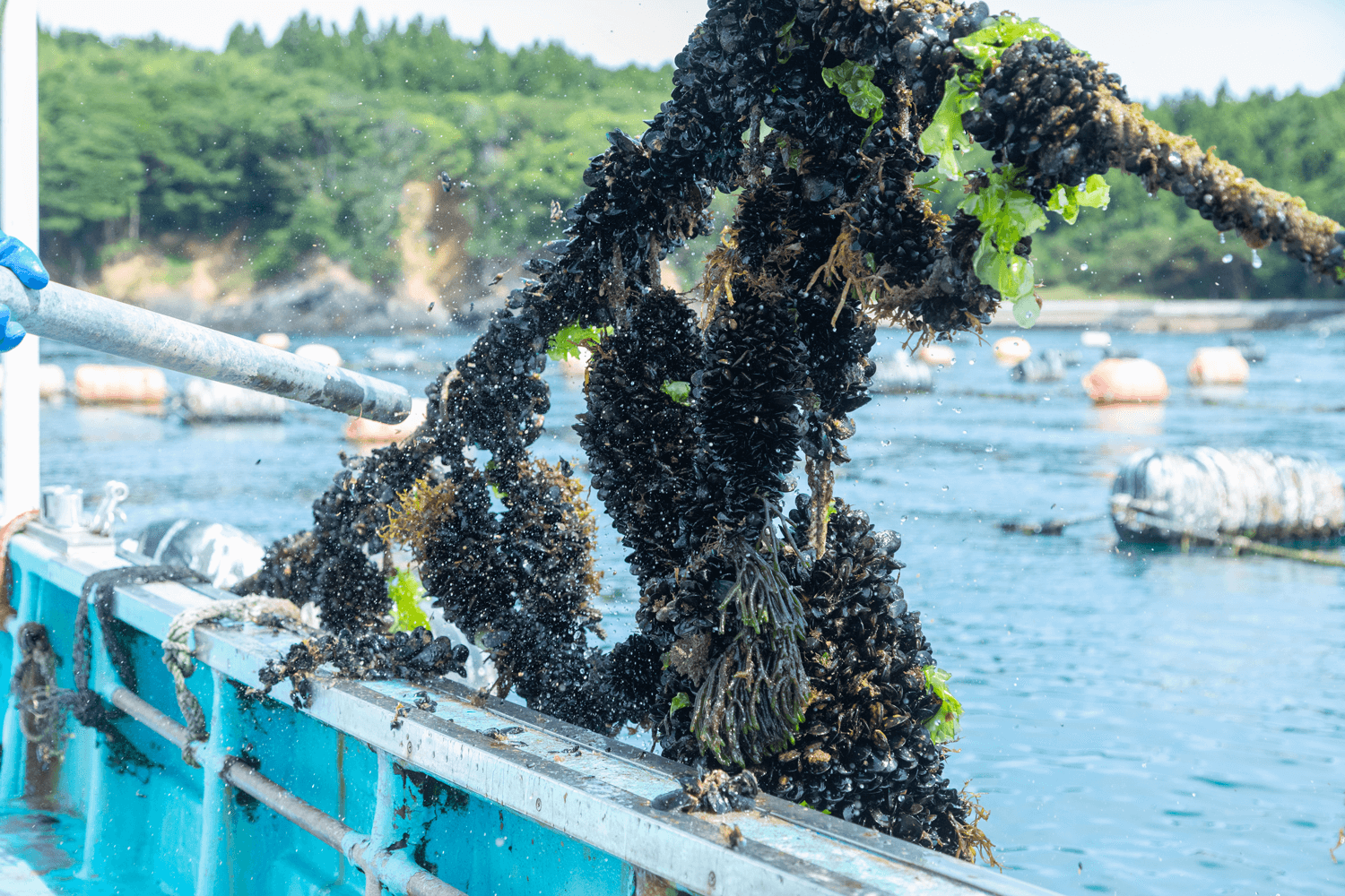 良質で旨い餌になる海藻が豊富