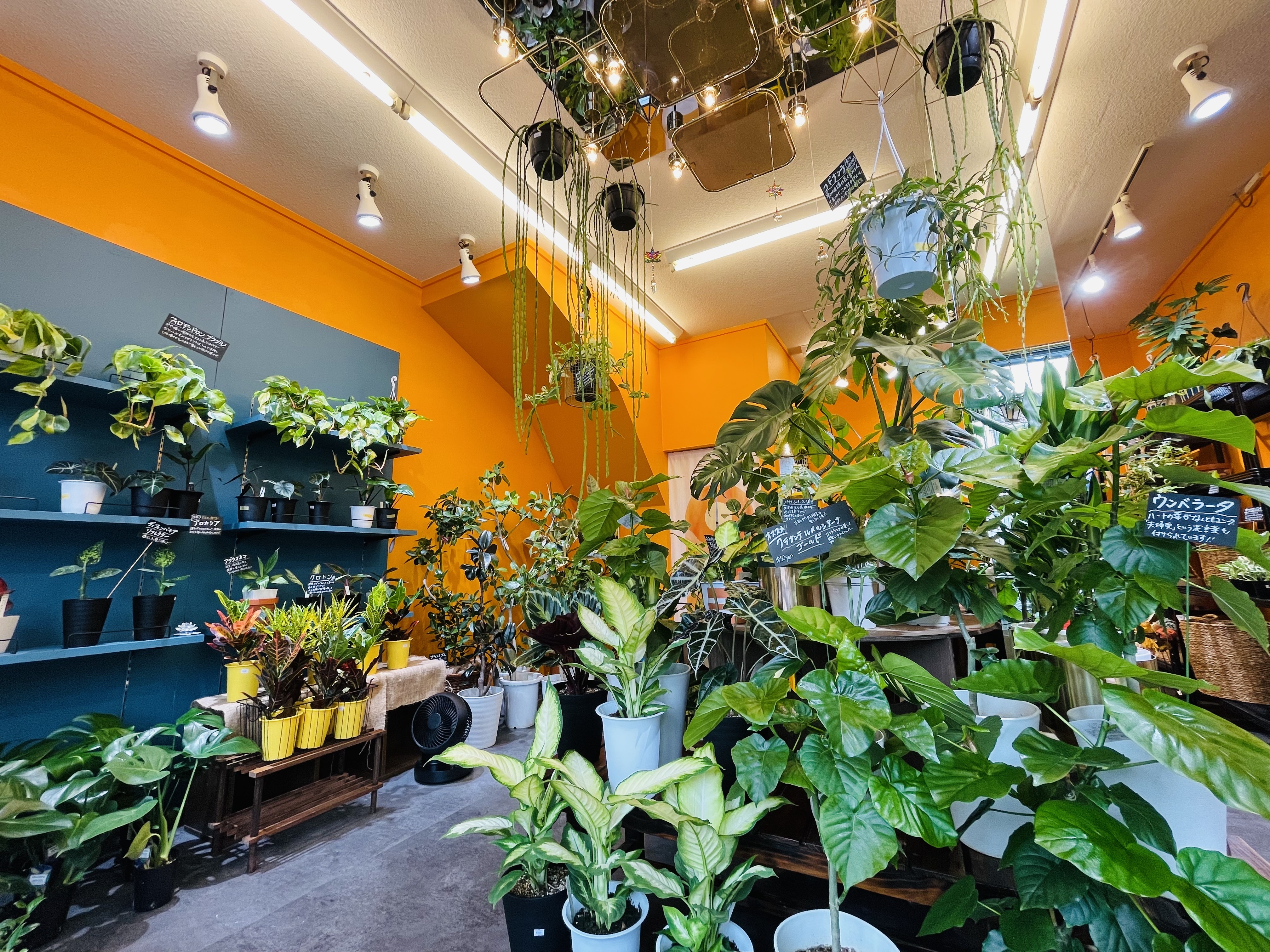Green Vibes 宇都宮市の観葉植物専門店