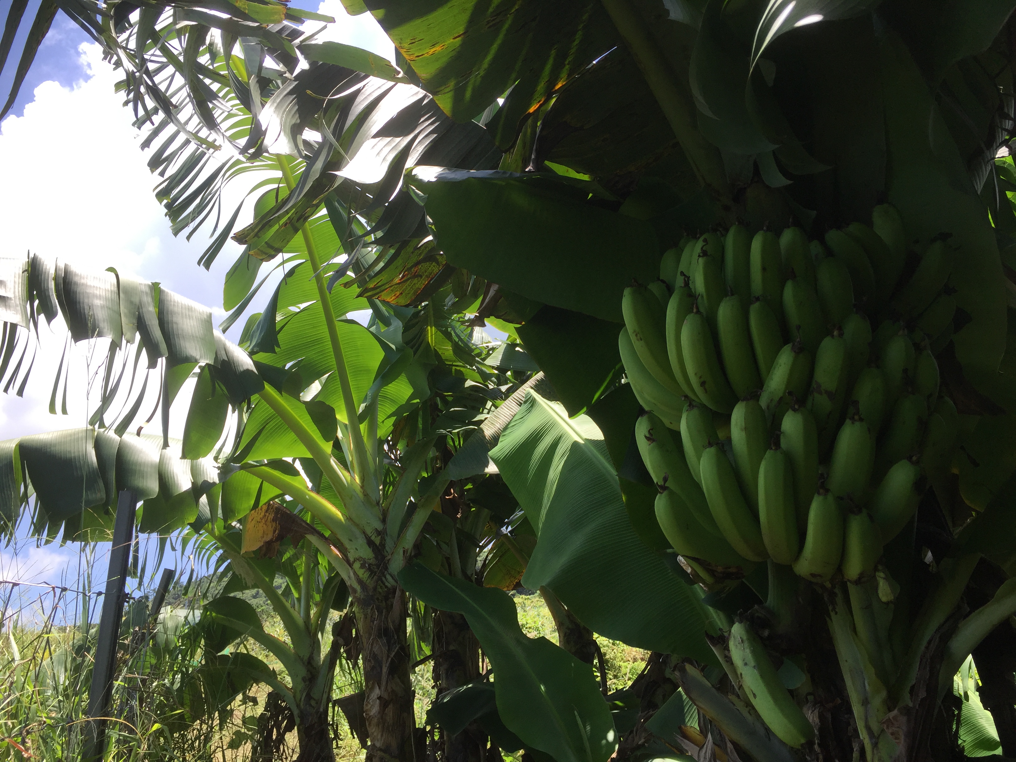オウギバショウの種子 沖縄西表島 農園はこすけ ピーチパイン マンゴー バナナ オウギバショウ