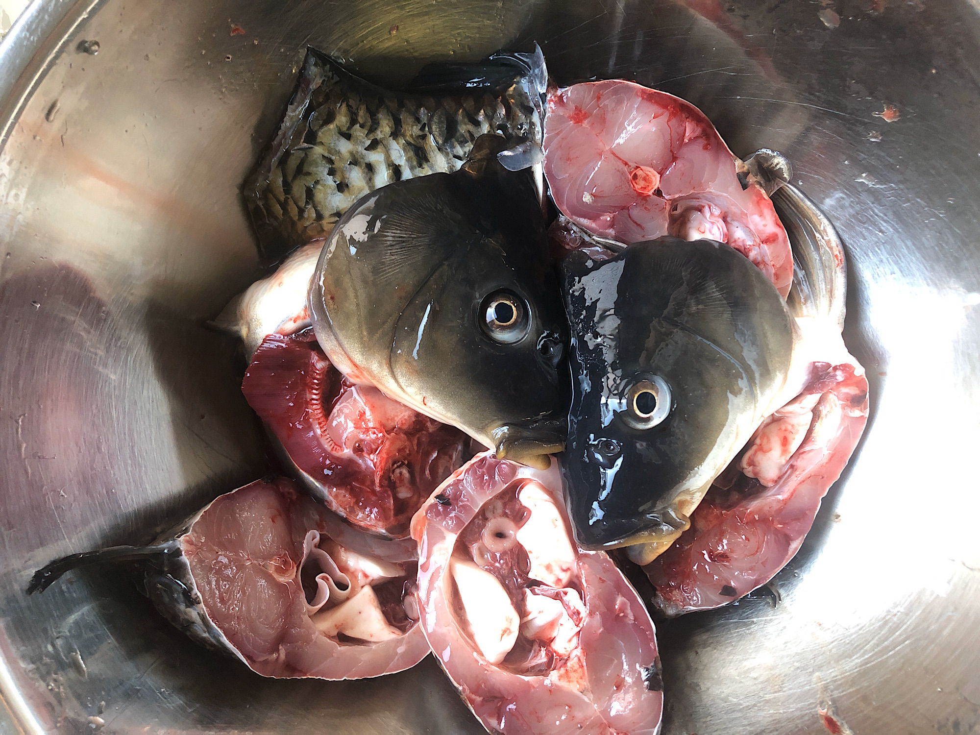 鯉こく、鯉の煮物用切り身も常時発送できます。