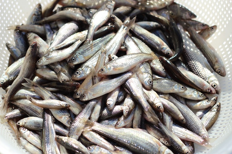 鯉のあらい・切鯉・ドジョウ・小魚煮 ｜美味しい川魚｜ハスミフーズ