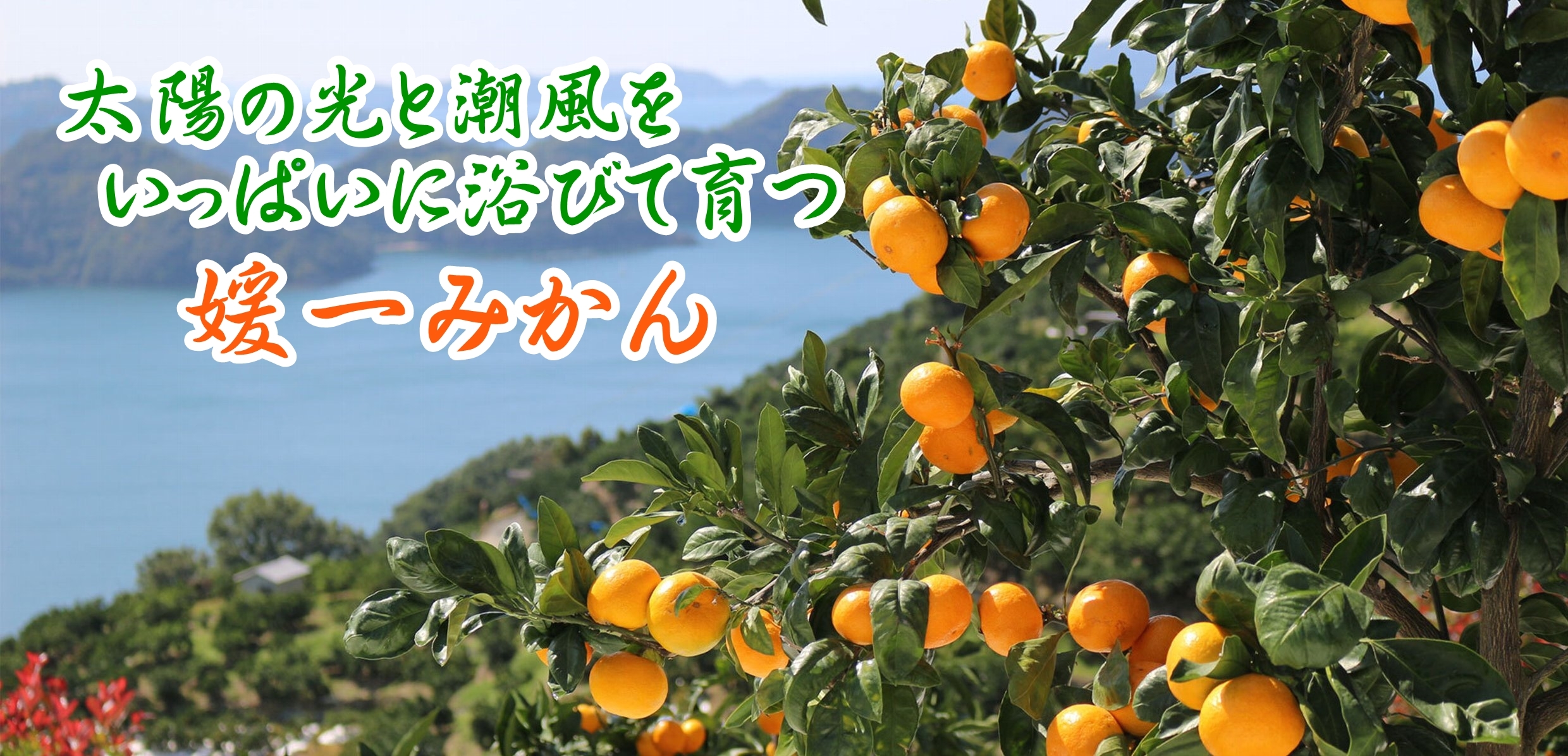 他では食べれない珍しい「みかん」をお取り寄せ【柑橘専門店 小林果園】