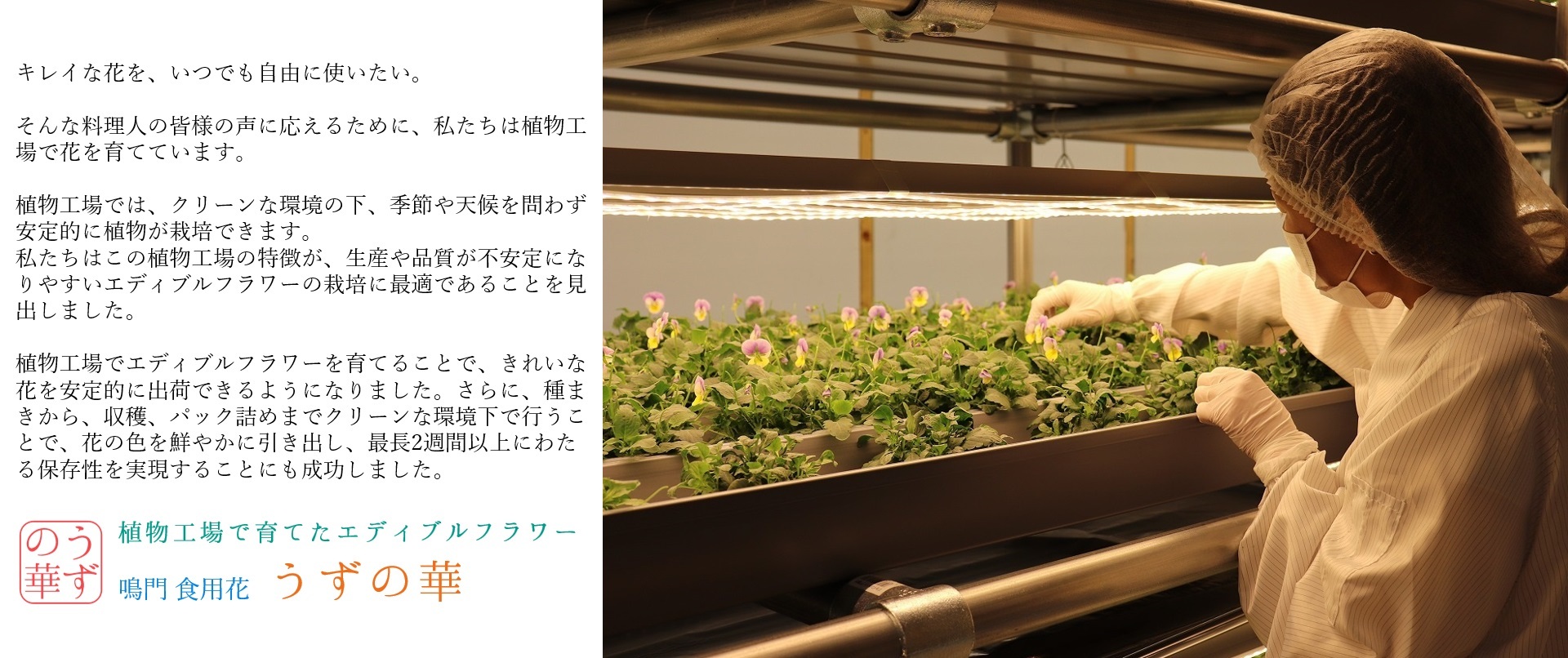 うずの華 食べるおしばな うずの華オンライン本店 エイチニュー 株
