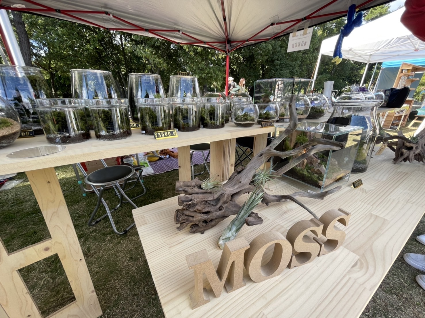 苔めぐり　苔テラリウムの通販