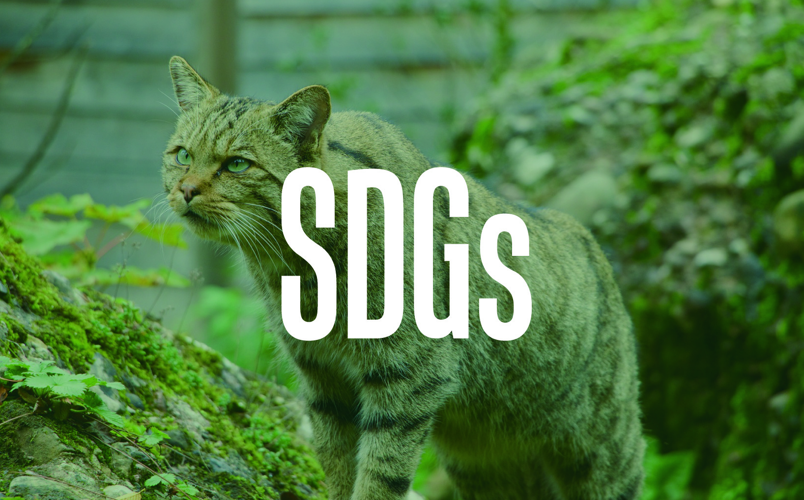 SDGs